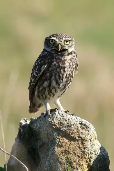 The image shows a small owl perched on a rock or stone. The owl has a mottled brown and white plumage and large, round eyes, giving it an alert appearance. Its surroundings appear to be an outdoor setting, likely a grassy or natural area.

Image Credits: Wikimedia / Arturo Nikolai from Galicia, Spain / CC BY-SA 2.0