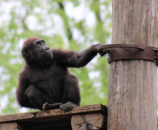 Western lowland gorilla Zahra is sitting on the gorillas’ climbing structure inspecting one of the supporting columns.