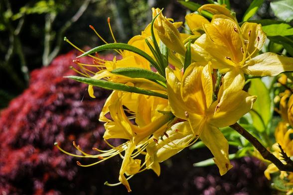 A close-up shot features vibrant yellow azalea flowers with delicate petals and prominent stamens, set against a blurred background of dark red foliage and green leaves.