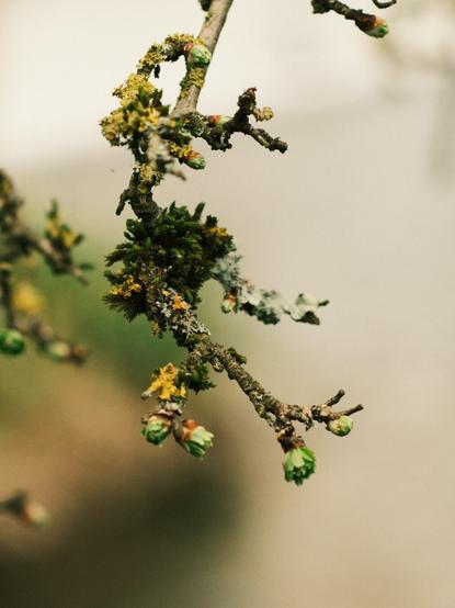 Young branch with fresh leafs.