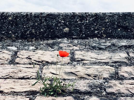 Un coquelicot tout seul pousse sur un mur de pierres incliné. Une bande de ciel est visible en haut au dessus d’une bande en béton foncé.