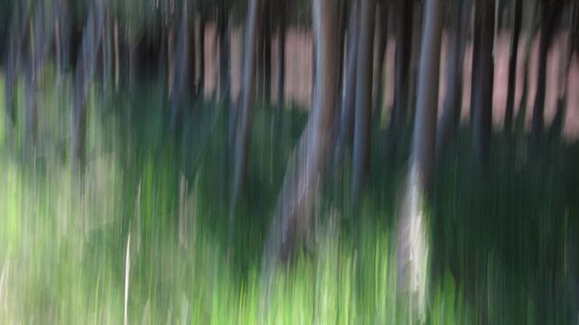 Intentional Camera Movement in pine woodland.