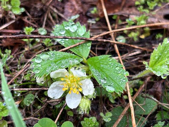 A small flower with five white petals and a yellow center. Behind it are three saw-toothed green leaflets. Little water drops cover all.