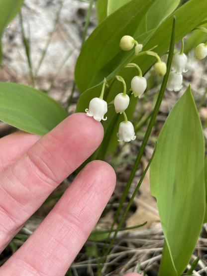 The lily of the valley flower grows in such a way that the blooms hang down, like an upside down teacup. The leaves are broad, protecting the flower as it grows. Each stem has three to five flowers.

In this photo, you can see my finger holding up one of the blooms, so its shape is more easily visible.

Closed blooms looks like little greenish-white peas, as seen toward the top of this stem (in the top of the photo, about an inch above my finger).