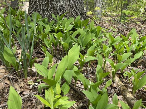 An area of flowers at the base of a hickory tree.

The flowers are mostly lily of the valley: a small, teacup shaped white flower with broad green leaves protecting them as they grow. The leaves fold outward once the flowers are ready to bloom. Each stem has three to five tiny flowers, which are smaller than a fingernail, and hang upside down.