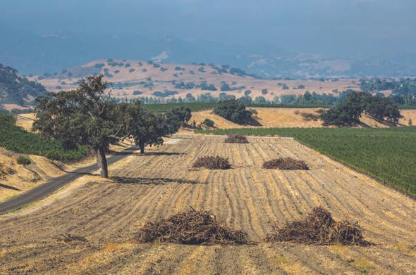 California shakedown: The wine glut taxing California's wine scene