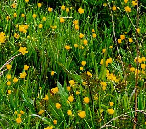 Small yellow flowers on the side of a marsh trail.