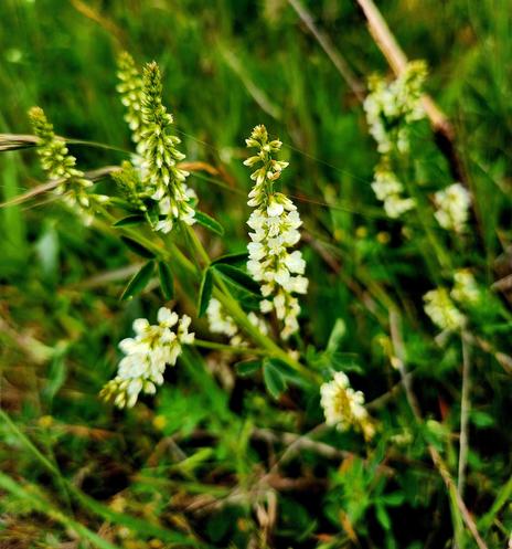Tiny spikes of white flowers.