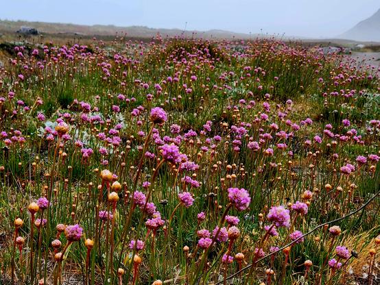Bright pink flowers blanket the sand dunes.
