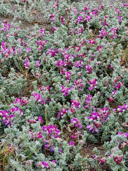Bright pink flowers blanket sand dunes.