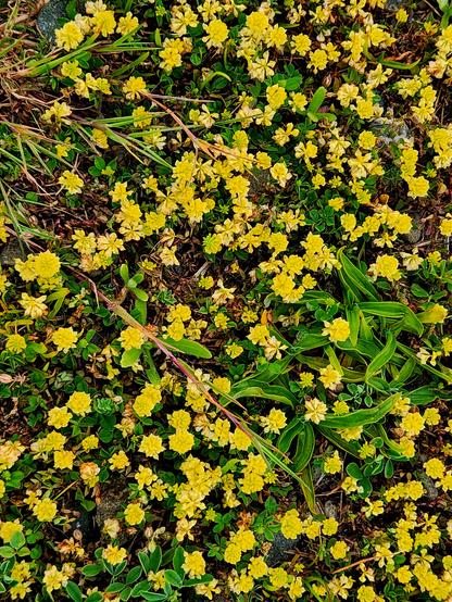Tiny yellow flowers on the beach trail.