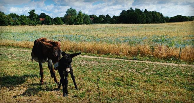 Eine Eselmutter mit dem jungen Eselfohlen auf einer Sommerwiese.