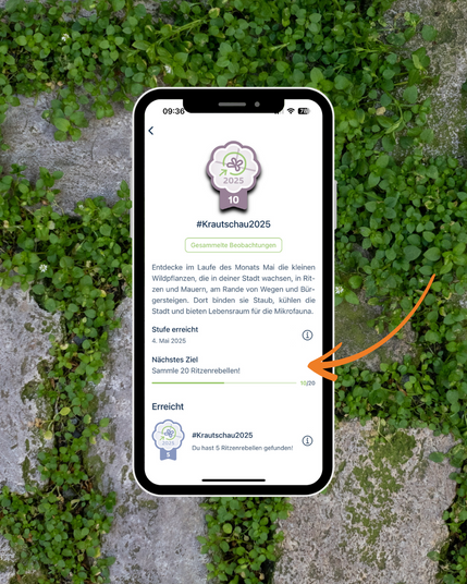 Im Hintergrund ist Straßenpflaster zu sehen, welches in den Ritzen dicht mit kleinen grünen Blättern und weißen Blüten (Stellaria sp.) bewachsen ist. Davor ist ein Smartphone zu sehen, welches zeigt, dass die Nutzerin bereits zwei Level des Abzeichens #Krautschau2025 erreicht hat. Ein Pfeil weist auf die Benachrichtigung, dass die nächste Stufe erreicht wird, wenn 20 Ritzenrebellen gefunden sind.
