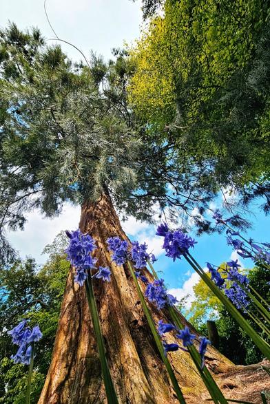 A low-angle shot captures a cluster of vibrant purple bluebell flowers in the foreground, with a massive, textured tree trunk rising behind them towards a bright blue sky dotted with fluffy white clouds. Green foliage from other trees frames the scene.