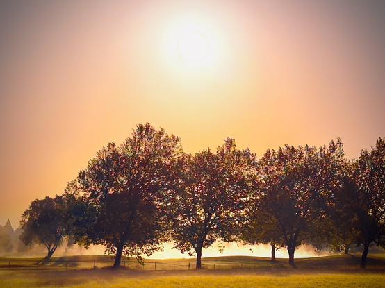 A telephoto view of small rolling hills in the distance shows seven medium trees along a low fenceline under a bright yellow sun and orange/purple morning sky.