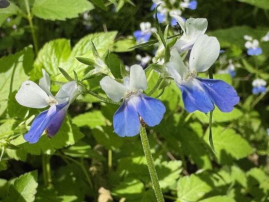 three blue-eyed Mary (Collinsia verna) flowers growing on the sunny side of the trail.