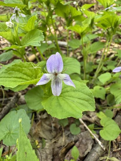A single longspur violet growing on the side of a forested trail