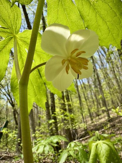 A mayapple flower in the shade under the mayapple umbrella-like leaves