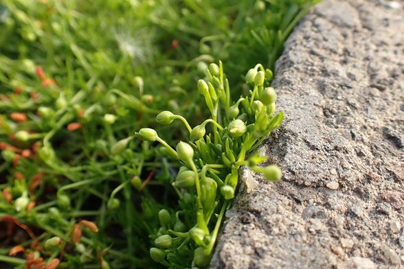 Tiny green shoots with flower buds not out yet of procumbent pearlwort. Growing up the kerb by the roadside.