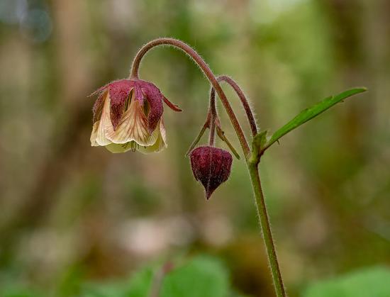 Yellow/purple-veined petalled flower with a solid purple corolla, hanging from an arched stem. The woodland background is out of focus.