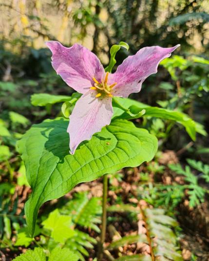 The image shows a trillium flower, notable for its three-petaled flower which is pinkish with a hint of white and yellow stamens. It is surrounded by large, green leaves. This flower is often found in wooded areas.