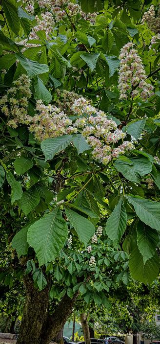 Looking up at the flower panicles on a horse chestnut tree in the park.  The tree is full of panicles of  white flowers The 5 petaled flowers start out light green, then brighten to white with yellow spots at the base of the top two petals, and later these spots turn bright pink. The green leaves of the tree obscure some of the panicles. The leaves are composite and palmate with 5 to 7 leaflets joined at the top of the leaf stem.  In this shot, if you expand it, you can see the trunk of the tree as well as those of a couple of trees behind it. 
Horse chestnuts are poisonous to most animal except squirrels.  Interestingly (to me at least!) horse chestnuts, and their cousin the American buckeye, are related to maples, whereas edible chestnuts are related to oaks.