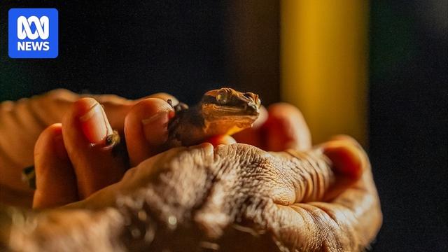 A gecko peeks out of the palm of someone's hands.