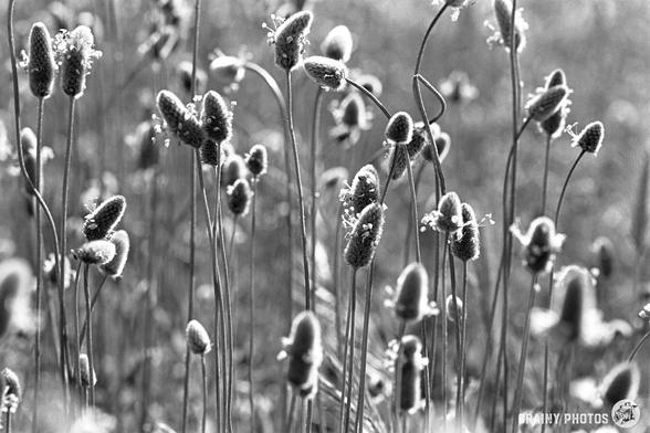 Close-up black-and-white photo of tall wild grass and seed heads, softly lit with blurred background, showcasing delicate textures and natural shapes. Captured on Nikon F with Fomapan 100 for timeless detail.