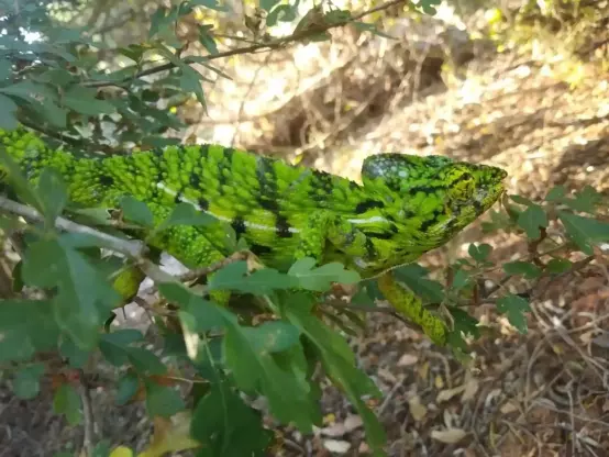 The researchers discovered two males and a female at a new location around 5km outside the creatures’ usual range. Work is under way to help find and protect any remaining chameleons and their habitat