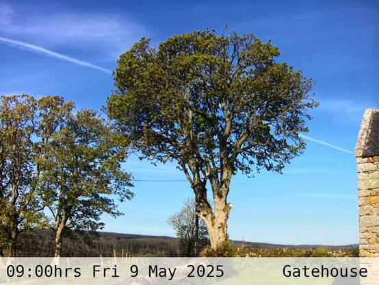 Photograph of sycamore trees against the sky with low hills in the background at 09:00 hrs on Friday 9 May 2025, located at Gatehouse in Tarset, Upper North Tyne, Northumberland, UK. The immediate forecast is mainly clear.