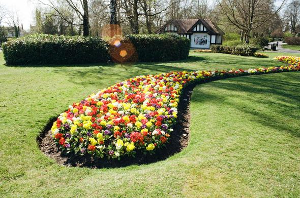 Flowers brightening up Mesnes Park, Wigan. I love a bit of lens flare, me.