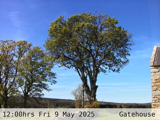 Photograph of sycamore trees against the sky with low hills in the background at 12:00 hrs on Friday 9 May 2025, located at Gatehouse in Tarset, Upper North Tyne, Northumberland, UK. The immediate forecast is mainly clear.