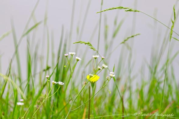 "This image beautifully captures a natural scene featuring wildflowers and grasses. The foreground is filled with delicate white, pink, and yellow blossoms, while the blurred background adds depth and highlights the intricate details of the plants. The image is signed "© Swede's Photographs" in the bottom right corner, marking it as part of a photography collection. The overall composition brings out the simple yet stunning beauty of nature." - Copilot