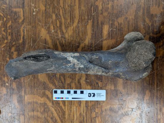 Horse femur from a study on a southern Minnesota section of the Des Moines River.