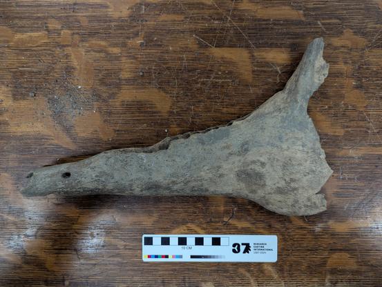 Horse mandible from a study on a southern Minnesota section of the Des Moines River.