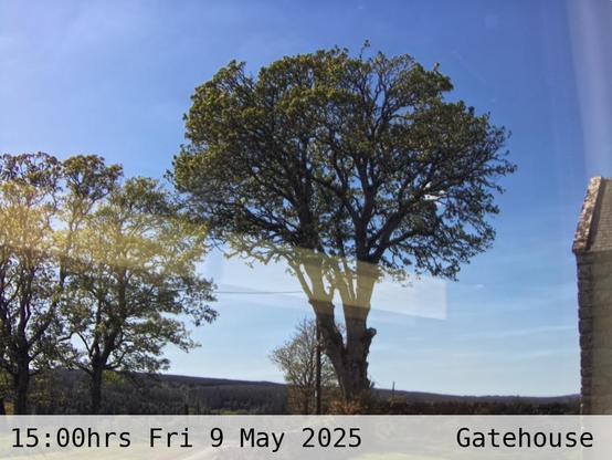 Photograph of sycamore trees against the sky with low hills in the background at 15:00 hrs on Friday 9 May 2025, located at Gatehouse in Tarset, Upper North Tyne, Northumberland, UK. The immediate forecast is mainly clear.