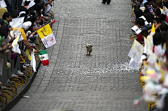 Small dog appears in the parade route intended for Pope Francis during his visit to Mexico City.