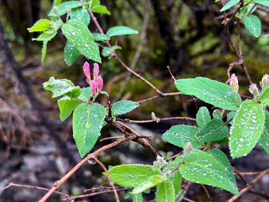 Several pink flowers, as yet unopened, project upwards from a slim brown branch. Both the flowers and the branch's oval green leaves are covered with many tiny water droplets from the recent rain.