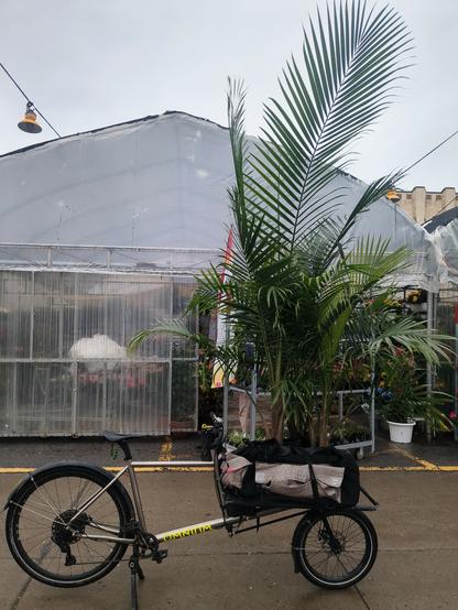 Short john style cargo bike parked in front of a greenhouse with three palms onboard. The tallest plant is probably 10ft tall.