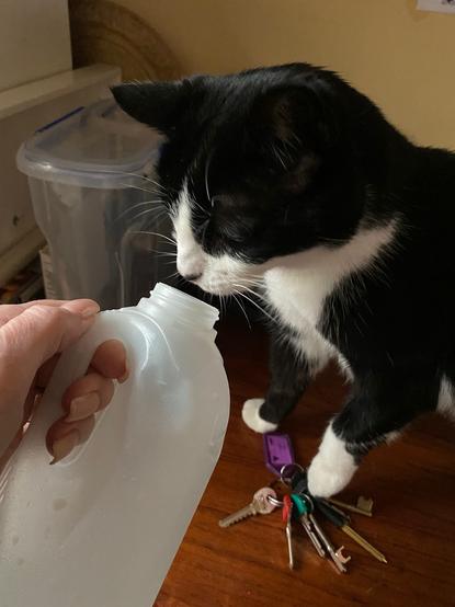 Black and white cat sniffing a carton of milk