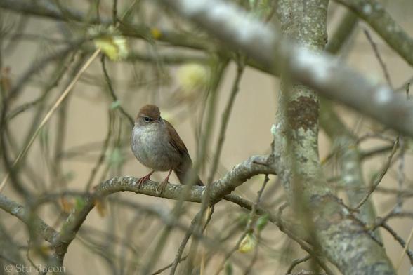 A photograph of a Cetti’s Warbler perched on a branch within a mass of branches.