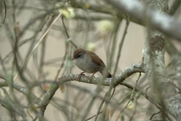 A photograph of a Cetti’s Warbler perched on a branch just about to take off.