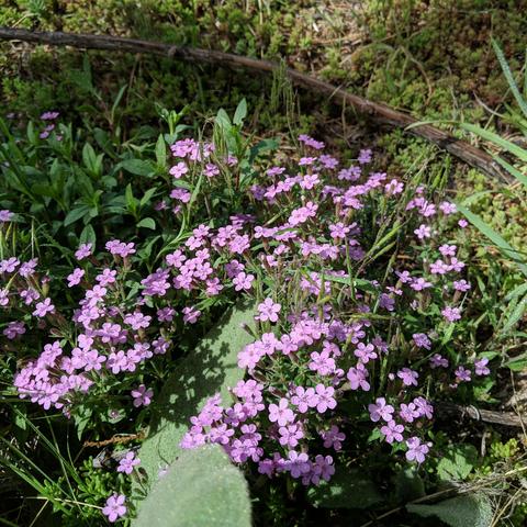 A low ground plant covered with 5 petal pink flowers. There is sedum/stonecrop around it and a dead or alive grape vine, some grass, mullein leaf, grass.. It's partially shaded and is being sprinkled by a sprinkler that was just turned on. It is all growing on top of a solid granite outcropping of bedrock that is not visible because it's covered with this stuff.