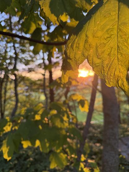 A close-up of green leaves with sunlight filtering through, creating a warm glow in the background. The image captures a serene natural setting during sunset, with hints of trees and gentle light.