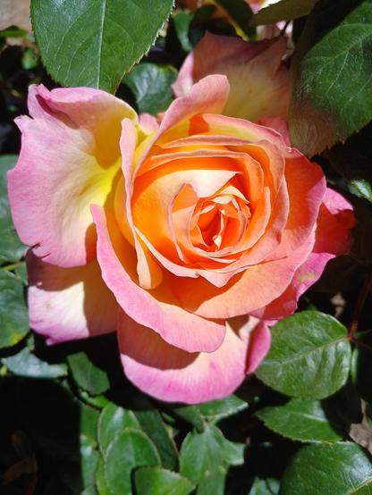 Just a multi-colored rose.