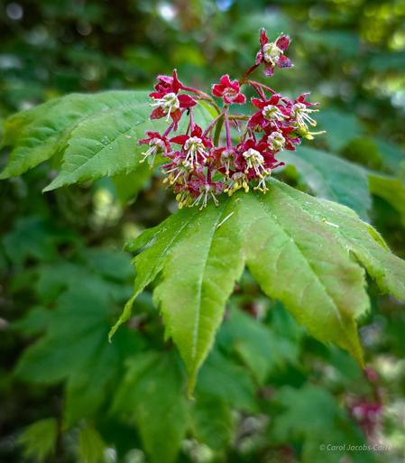 A cluster of small vine maple flowers blooms above some green and pink new leaves in a woodsy understory. The flowers have 5 red fuzzy sepals, small white petals, yellow anthers and a long greenish pistil. The leaves are slightly fuzzy as well, and are palmately lobed, with 7 to 11 lobes.
