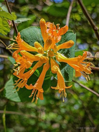 A cluster of bright orange honeysuckle flowers looks like a starburst from its green round bract. The flowers are like long trumpets tipped with 5 petals. The anthers poke out, full of pollen grains. The pistil, growing amidst the anthers, has a green tip.

Orange honeysuckle is also called trumpet honeysuckle.