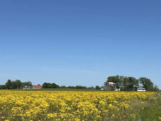 Field of yellow weed flowers, houses snd a derelict barn.