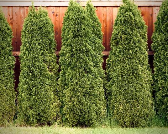 Three full trees are centered in the frame, side by side, with portions of each of the two trees on the outsides of them visible as well, all against a wooden fence on an overcast morning.
