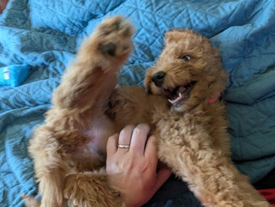 A playful golden doodle puppy named Widget is caught mid-squirm during a belly rub session on a blue quilted blanket. One paw is raised in the air, her mouth is open in a happy, silly expression, and her eyes are wide with excitement. A hand with a wedding ring is seen giving her belly rubs, and Widget wears a pink collar.
